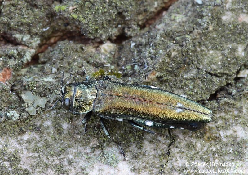 polník dvojtečný, Agrilus biguttatus, Agrilini, Buprestidae (Brouci, Coleoptera)